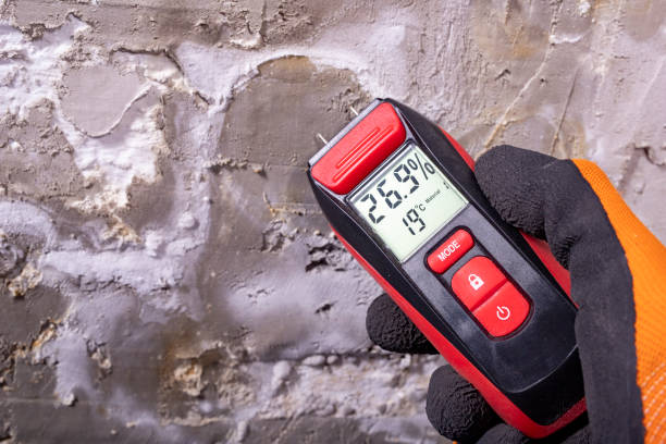 Best White Mold Remediation in Dallas, TX