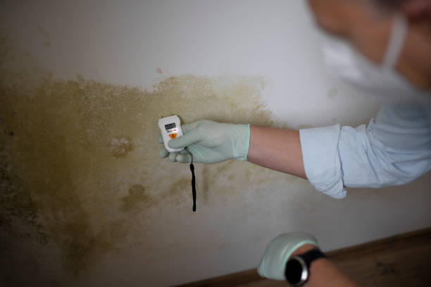 Best Health and Safety Mold Remediation in Dallas, TX