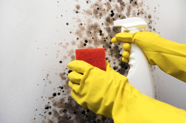 Reliable Dallas, TX Mold Remediation Solutions