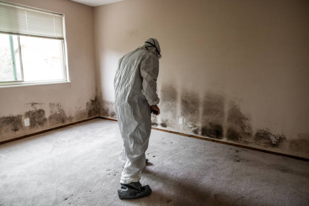 Best Basement Mold Remediation in Dallas, TX