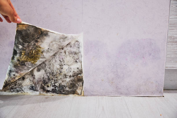Best Mold Testing and Inspection Services in Dallas, TX
